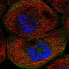 Immunofluorescent staining of human cell line A-431 shows localization to plasma membrane & actin filaments.