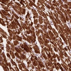 Anti-MLIP Antibody