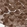 Anti-KIFC2 Antibody