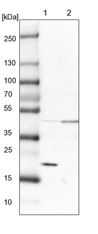 Lane 1: NIH-3T3 cell lysate (Mouse embryonic fibroblast cells)_br/_Lane 2: NBT-II cell lysate (Rat Wistar bladder tumour cells)