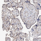 Immunohistochemical staining of human placenta shows weak cytoplasmic positivity in trophoblastic cells.