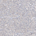 Immunohistochemical staining of human pancreas shows no positivity in exocrine glandular cells as expected.