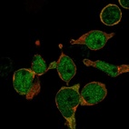 Anti-LMO2 Antibody