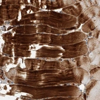 Anti-USP47 Antibody