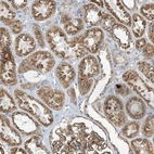 Immunohistochemical staining of human kidney shows moderate granular cytoplasmic positivity in cells in tubules.