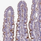 Immunohistochemical staining of human small intestine shows strong positivity in apical membrane in glandular cells.