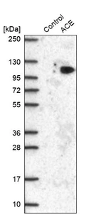Western blot analysis in control (vector only transfected HEK293T lysate) and ACE over-expression lysate (Co-expressed with a C-terminal myc-DDK tag (~3.1 kDa) in mammalian HEK293T cells, LY407289).