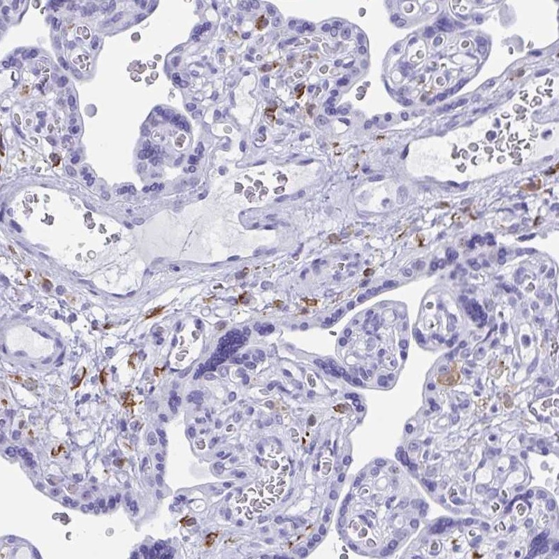 Anti-ZNF850 Antibody