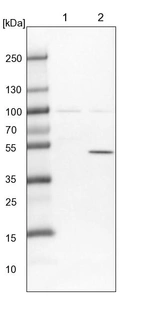 Lane 1: NIH-3T3 cell lysate (Mouse embryonic fibroblast cells)_br/_Lane 2: NBT-II cell lysate (Rat Wistar bladder tumour cells)