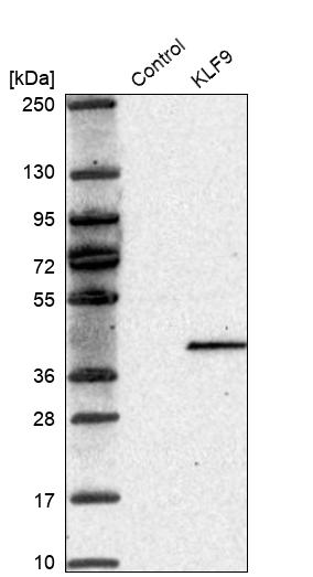 Anti-KLF9 Antibody