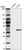 Anti-KLF9 Antibody