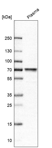 Anti-MASP2 Antibody