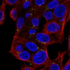 Immunofluorescent staining of human cell line Hep G2 shows localization to the Golgi apparatus.