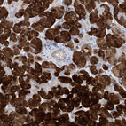 Immunohistochemical staining of human pancreas shows strong cytoplasmic positivity in exocrine glandular cells.