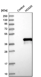 Western blot analysis in control (vector only transfected HEK293T lysate) and HOXA5 over-expression lysate (Co-expressed with a C-terminal myc-DDK tag (~3.1 kDa) in mammalian HEK293T cells, LY412744).