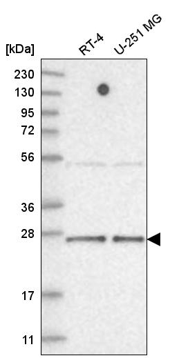 Anti-TAF11 Antibody