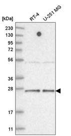Anti-TAF11 Antibody