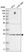 Anti-TAF11 Antibody