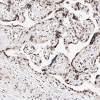 Anti-NRF1 Antibody