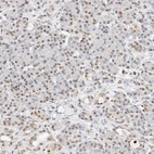 Immunohistochemical staining of human pancreas shows moderate nuclear positivity in exocrine glandular cells.