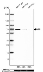 Western blot analysis in U-251MG cells transfected with control siRNA, target specific siRNA probe #1 and #2, using Anti-NRF1 antibody. Remaining relative intensity is presented. Loading control: Anti-GAPDH.