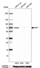 Anti-NRF1 Antibody