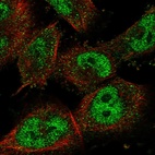 Immunofluorescent staining of human cell line U-251 MG shows localization to nucleoplasm.