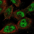 Immunofluorescent staining of human cell line U-251 MG shows localization to nucleoplasm.