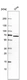 Anti-PIP5K1A Antibody