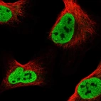 Immunofluorescent staining of human cell line U-2 OS shows localization to nucleoplasm.