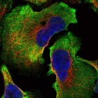 Anti-SPATC1L Antibody