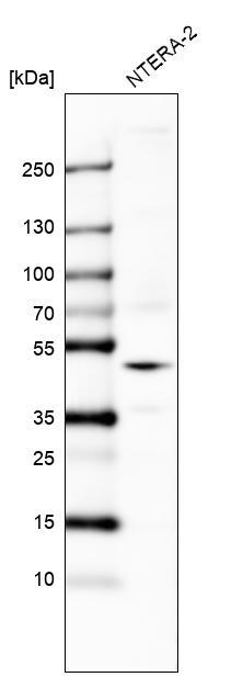 Anti-GPR27 Antibody