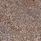 Anti-IL32 Antibody