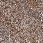 Anti-IL32 Antibody