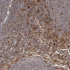 Immunohistochemical staining of human lymph node shows moderate to strong cytoplasmic positivity in non - germinal center cells.