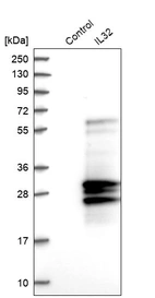Western blot analysis in control (vector only transfected HEK293T lysate) and IL32 over-expression lysate (Co-expressed with a C-terminal myc-DDK tag (~3.1 kDa) in mammalian HEK293T cells, LY401352).