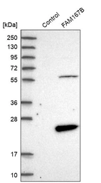 Western blot analysis in control (vector only transfected HEK293T lysate) and FAM167B over-expression lysate (Co-expressed with a C-terminal myc-DDK tag (~3.1 kDa) in mammalian HEK293T cells, LY409985).