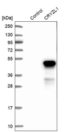 Western blot analysis in control (vector only transfected HEK293T lysate) and CRYZL1 over-expression lysate (Co-expressed with a C-terminal myc-DDK tag (~3.1 kDa) in mammalian HEK293T cells, LY407853).