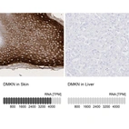 Anti-DMKN Antibody