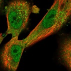 Immunofluorescent staining of human cell line U-251 MG shows localization to nucleoplasm, cytosol & the Golgi apparatus.