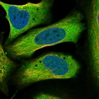 Immunofluorescent staining of human cell line U-2 OS shows localization to nucleoplasm & cytosol.