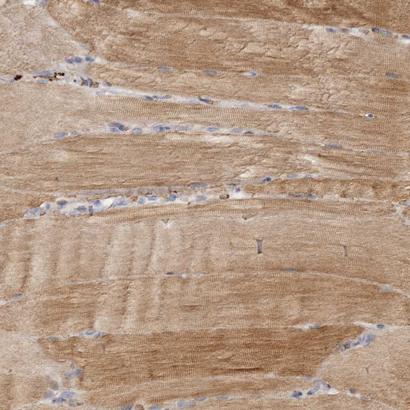 Anti-FAM189A2 Antibody