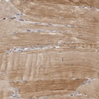 Anti-FAM189A2 Antibody