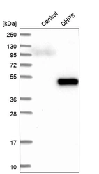 Western blot analysis in control (vector only transfected HEK293T lysate) and DHPS over-expression lysate (Co-expressed with a C-terminal myc-DDK tag (~3.1 kDa) in mammalian HEK293T cells, LY400714).