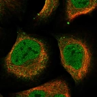 Immunofluorescent staining of human cell line U-2 OS shows localization to nucleoplasm, plasma membrane & cytosol.