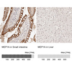 Anti-MEP1A Antibody