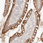 Immunohistochemical staining of human small intestine shows high expression.