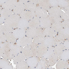 Immunohistochemical staining of human Skeletal muscle shows very weak positivity in myocytes.