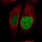 Immunofluorescent staining of human cell line U-2 OS shows localization to nucleoplasm.