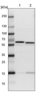 Lane 1: NIH-3T3 cell lysate (Mouse embryonic fibroblast cells)_br/_Lane 2: NBT-II cell lysate (Rat Wistar bladder tumour cells)